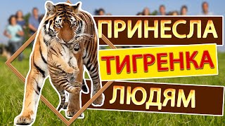 Амурская тигрица ПРИНЕСЛА показать МАЛЫША людям Тайган [upl. by Nosauq]