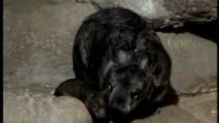 Cute Baby Wombat with Mom Kambora at Brookfield Zoo [upl. by Ycaj]