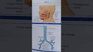 Salivary glands and trachea  nursing  anatomy and physiology [upl. by Eidnak]