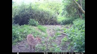 Muntjac Deer strange body shake in Cambs UK 27 April 2024 840am Trail Camera [upl. by Sevy]