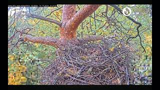 Goshawks RigaBKUS 🍂 Woodpecker [upl. by Anik]