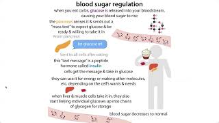 Some biochemistry of diabetes  insulin release amp response type 1 vs type 2 etc [upl. by Enamrahs]