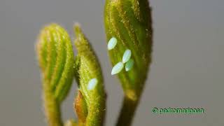 Gonepteryx rhamni laying eggs [upl. by Pirri]