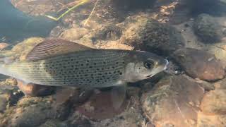 grayling n mushrooms [upl. by Bradan684]