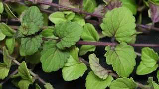 Satureja douglasii  Indian Mint  Yerba Buena [upl. by Eleahcim945]