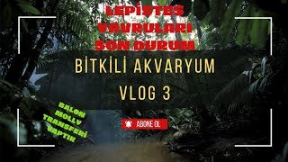 BİTKİLİ AKVARYUM VLOG 3  YENİ TRANSFERLER  YAVRULARIN SON DURUMU akvaryum fish youtube [upl. by Esertak165]