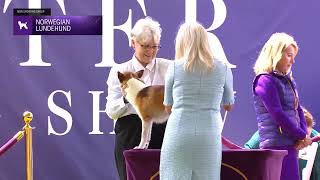 Norwegian Lundehunds  Breed Judging 2024 [upl. by Eichman]