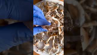 how to ensure a second flush in your monotub mushroom mycology diy monotub fungi homegrown [upl. by Eeruhs]