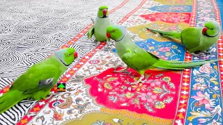 Chatterbox Ringneck Parrots Funny Moments  On Bed Green Parrots Dance And Talking With Each Other [upl. by Renner377]