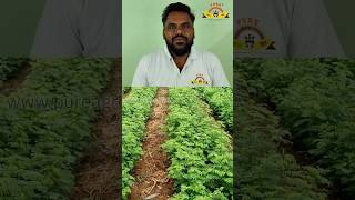 வேலிமசால் Hedge Lucerne  பயிர் இடைவெளி agriculture nature animals shorts youtube [upl. by Alphonso468]