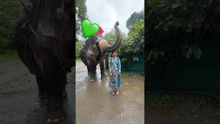 Elephant Safari in Thekkady  cost500 kerala elephantsafari elephant keralatourism [upl. by Lynden]