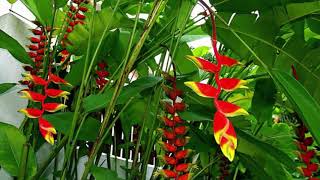 How to Plant Flower Banana or Heliconia Rostrata For Ornamental Plants At Home [upl. by Aicnerolf]