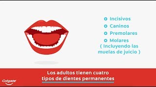 Funciones de los Dientes 4 Tipos y el Papel que Juegan Colgate® [upl. by Lienad]