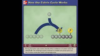 How the Calvin Cycle Works  McGrawHill [upl. by Pirbhai]