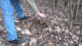 How to Recognize a Fat Wood Stump [upl. by Kcirdneked]