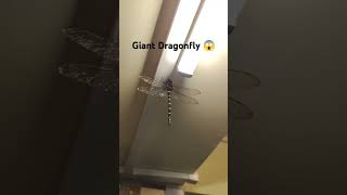 Giant Dragonfly at Darjeeling 😱😱 ☠️meganeurarareinsects giantdragonflydragonfly darjeeling [upl. by Inal]