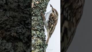 Master Of Camouflage The Treecreeper wildlifefilmmaker wildlifefilmmaking photographyequipment [upl. by Aiak]