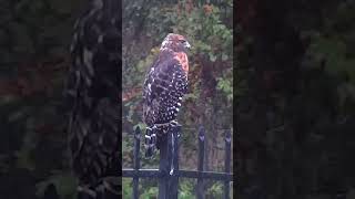 Close up of hawk perched in light rain and wind [upl. by Gleason]