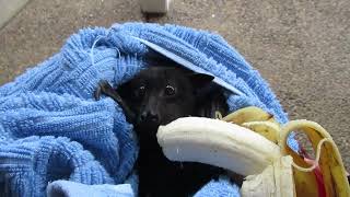 Frightened Bat Chomps on a Banana Following Rescue [upl. by Teferi466]