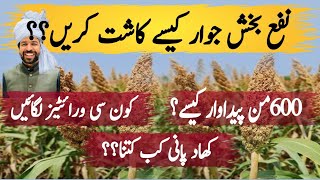 Jawar ki kasht  Sorghum cultivation in Pakistan Seed rate fertilizer irrigation maximum production [upl. by Hay791]