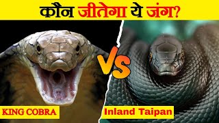 Inland Taipan Vs King Cobra  Who Would Win The Fight  Most Venomous Snakes  Wild Glows [upl. by Relda385]