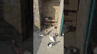 Kabotar Bazi Video ❤️ youtube viral shorts kabotar pigeon birds [upl. by Atelahs86]