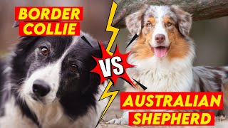 7 Key Differences Between Border Collie Vs Australian Shepherd [upl. by Erl]