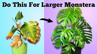 How to Set Your Monstera For Success  Monstera Deliciosa Plant Care [upl. by Nnairet]