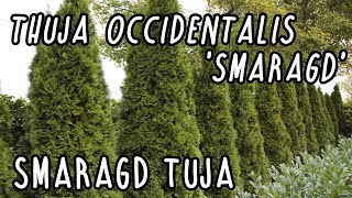 Smaragd tuja gondozása  Thuja Occidentalis Smaragd [upl. by Notsew]