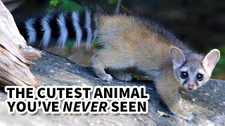 Ringtail Facts the ANIMAL Youll NEVER SEE 🦝 Animal Fact Files [upl. by Meave529]