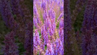 silvia nemorosa caradonna nature garden flowers plants decoration spring honybee pink [upl. by Danna]