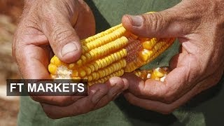 ADM on corn wheat and ethanol [upl. by Jestude]