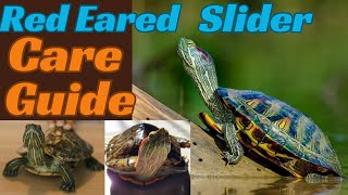 Red Eared Slider Care Guidethe Best pet turtle [upl. by Nimad]