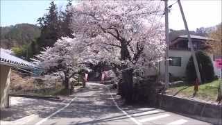 桃源郷春祭り 大野山 福光園寺 → 花鳥山へドラレコ [upl. by Uhile883]