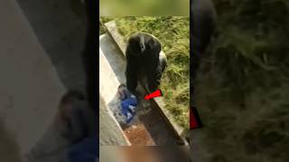 Gorilla Saves The Child  shorts facts short [upl. by Brosine]