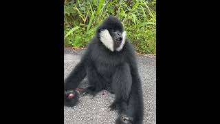 Gibbon monkey enjoying his grape feast [upl. by Oehsen]