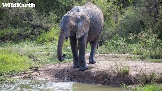 SafariLIVE Sunset Safari  02 May 2024 [upl. by Flanigan925]