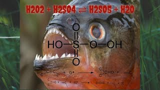 Disolución piraña vs tejido animal  Piranha solution vs animal tissue [upl. by Brewer]