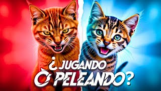 ¿Cómo Saber si tus GATOS ESTÁN JUGANDO O PELEANDO ¡MISTERIO RESUELTO [upl. by Feodore]