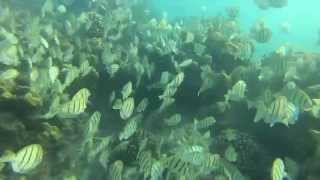 Snorkeling in Hawaii with a GoPro [upl. by Reyem]