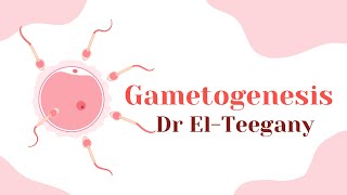 Gametogenesis  Embryology  IBS [upl. by Aryc]