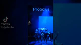 Microdose Pilobolus from Shadowland the live fall [upl. by Castara102]