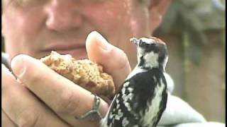 How To HandFeed Woodpeckers And Other Backyard Birds [upl. by Shirleen]