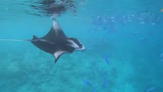 Manta Rasdhoo Maldives [upl. by Conn]