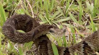 Serpente Bothrops jararaca video II [upl. by Sucirdor]