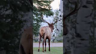 Which one is Better watch youtubeshorts nature elk wildlife [upl. by Drida]