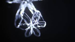 This Time Lapse Video of Snowflakes Being Formed is Absolutely Beautiful «TwistedSifter [upl. by Warila573]