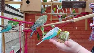 2 hours of Budgies Singing Playing in their Aviary [upl. by Azilanna]