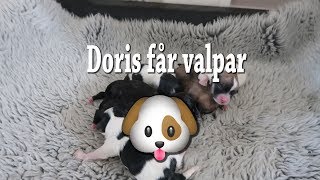 Doris får valpar  Bichon Havanais  Puppies [upl. by Elyag]