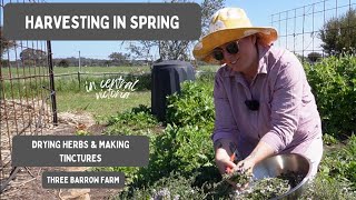 Harvesting Thyme Dehydrating and Making Tinctures Homesteading in Australia [upl. by Franz]